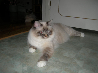 amihr_jan2006