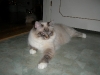 amihr_jan2006