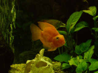 Fisk_1
