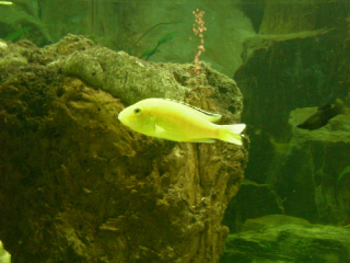 Fisk_2