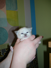 Kattunge2008_1