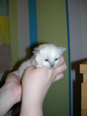 Kattunge2008_2