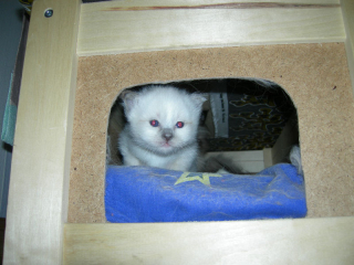Kattunge2008_3