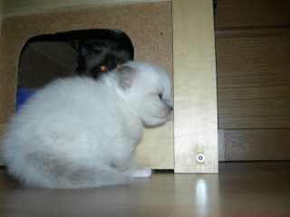 Kattunge2008_4