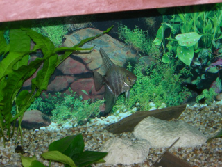 blogg6